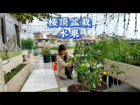 頂樓適合種什麼|頂樓隔熱植物推薦：消暑降溫，打造舒適居家環境